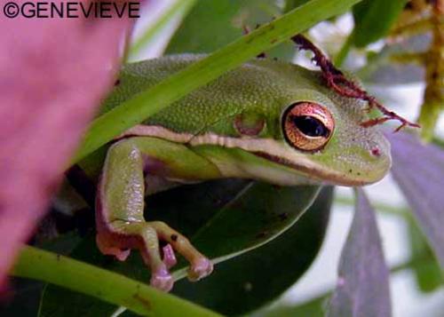 Hyla cinerea