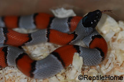 Lampropeltis alterna blairi